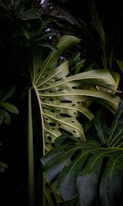 Preview wallpaper monstera, leaves, plant, green, wet