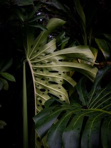 Preview wallpaper monstera, leaves, plant, green, wet