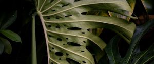 Preview wallpaper monstera, leaves, plant, green, wet