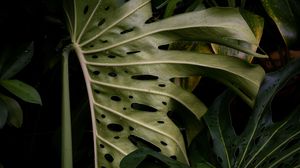 Preview wallpaper monstera, leaves, plant, green, wet