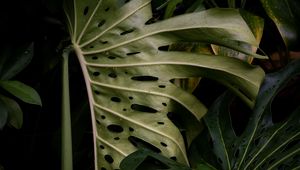 Preview wallpaper monstera, leaves, plant, green, wet