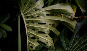 Preview wallpaper monstera, leaves, plant, green, wet