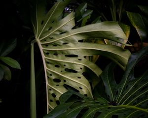 Preview wallpaper monstera, leaves, plant, green, wet