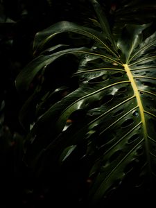 Preview wallpaper monstera, leaves, plant, macro