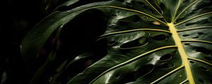 Preview wallpaper monstera, leaves, plant, macro