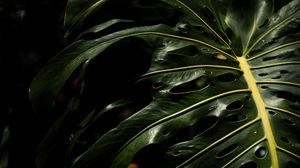 Preview wallpaper monstera, leaves, plant, macro