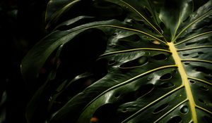 Preview wallpaper monstera, leaves, plant, macro