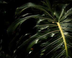 Preview wallpaper monstera, leaves, plant, macro