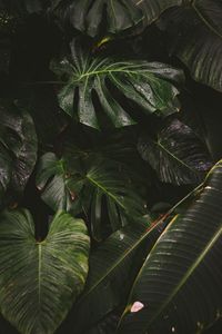 Preview wallpaper monstera, liana, leaves, drops, plant