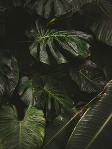 Preview wallpaper monstera, liana, leaves, drops, plant