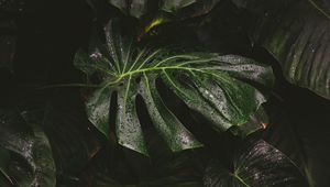 Preview wallpaper monstera, liana, leaves, drops, plant