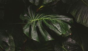 Preview wallpaper monstera, liana, leaves, drops, plant