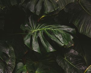 Preview wallpaper monstera, liana, leaves, drops, plant