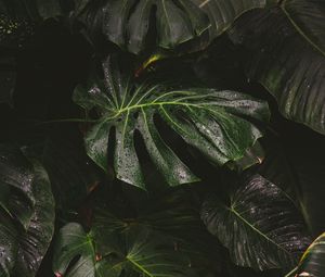 Preview wallpaper monstera, liana, leaves, drops, plant