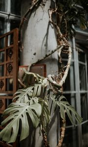 Preview wallpaper monstera, plant, exotic, tropical, decorative