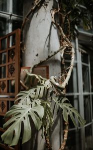 Preview wallpaper monstera, plant, exotic, tropical, decorative