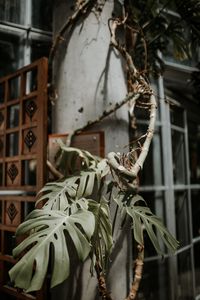 Preview wallpaper monstera, plant, exotic, tropical, decorative