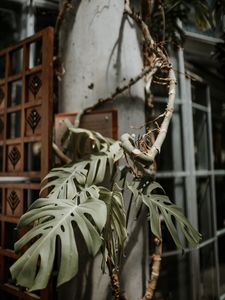 Preview wallpaper monstera, plant, exotic, tropical, decorative