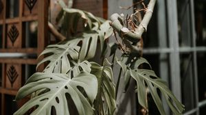 Preview wallpaper monstera, plant, exotic, tropical, decorative
