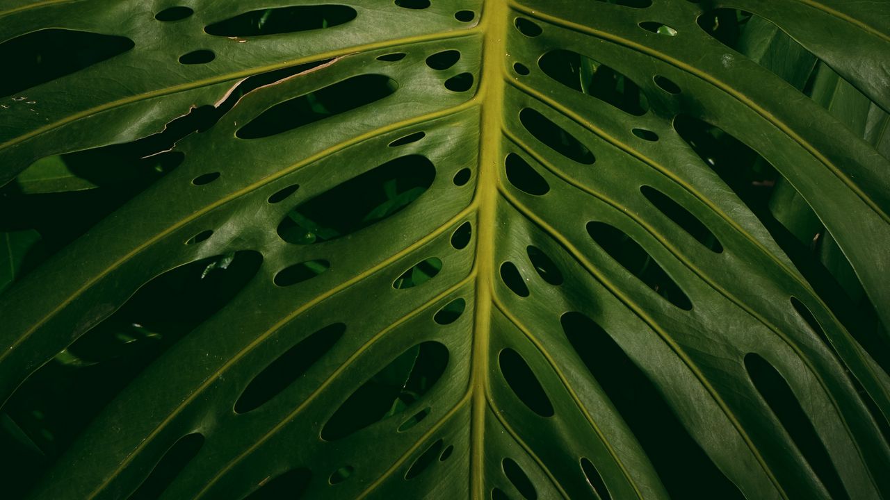 Wallpaper monstera, plant, green, leaves