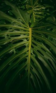 Preview wallpaper monstera, plant, green, leaves