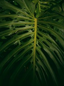 Preview wallpaper monstera, plant, green, leaves