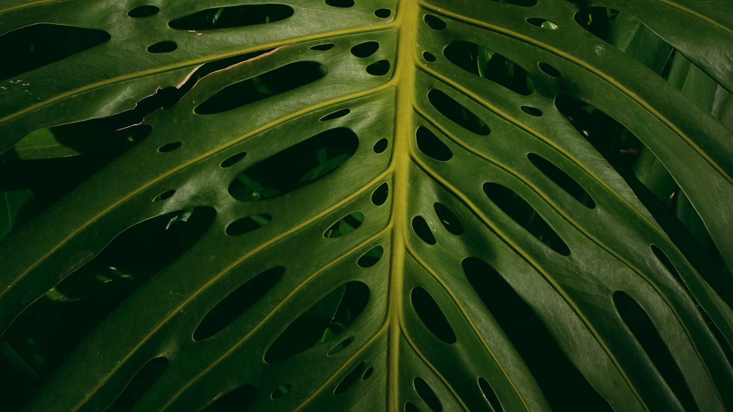 Download wallpaper 2560x1440 monstera, plant, green, leaves widescreen