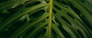 Preview wallpaper monstera, plant, green, leaves