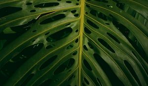 Preview wallpaper monstera, plant, green, leaves