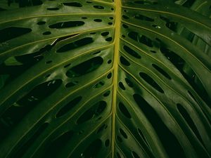 Preview wallpaper monstera, plant, green, leaves