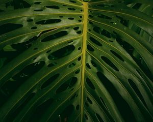 Preview wallpaper monstera, plant, green, leaves