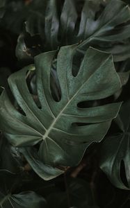 Preview wallpaper monstera, plant, leaves, dark, green