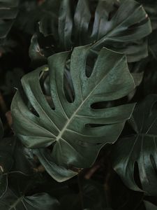 Preview wallpaper monstera, plant, leaves, dark, green