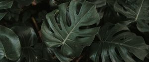 Preview wallpaper monstera, plant, leaves, dark, green