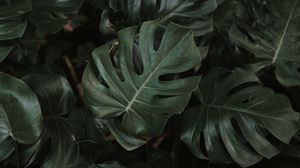 Preview wallpaper monstera, plant, leaves, dark, green