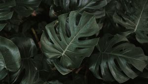 Preview wallpaper monstera, plant, leaves, dark, green