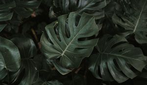Preview wallpaper monstera, plant, leaves, dark, green