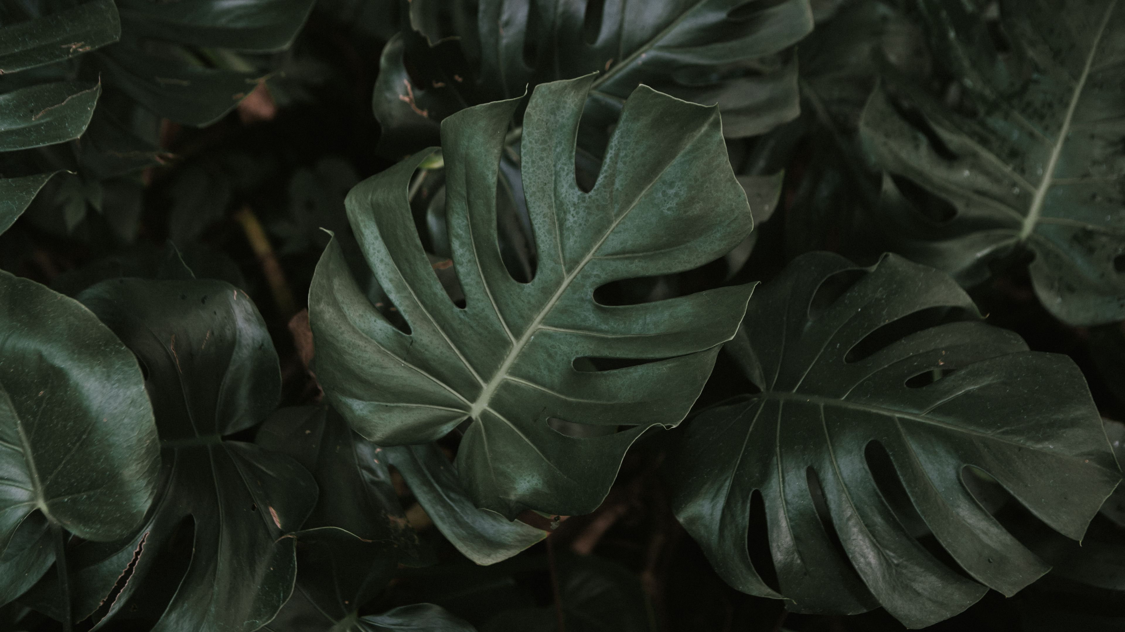 110600 Monstera Stock Photos Pictures  RoyaltyFree Images  iStock   Monstera leaf Monstera plant Monstera leaves