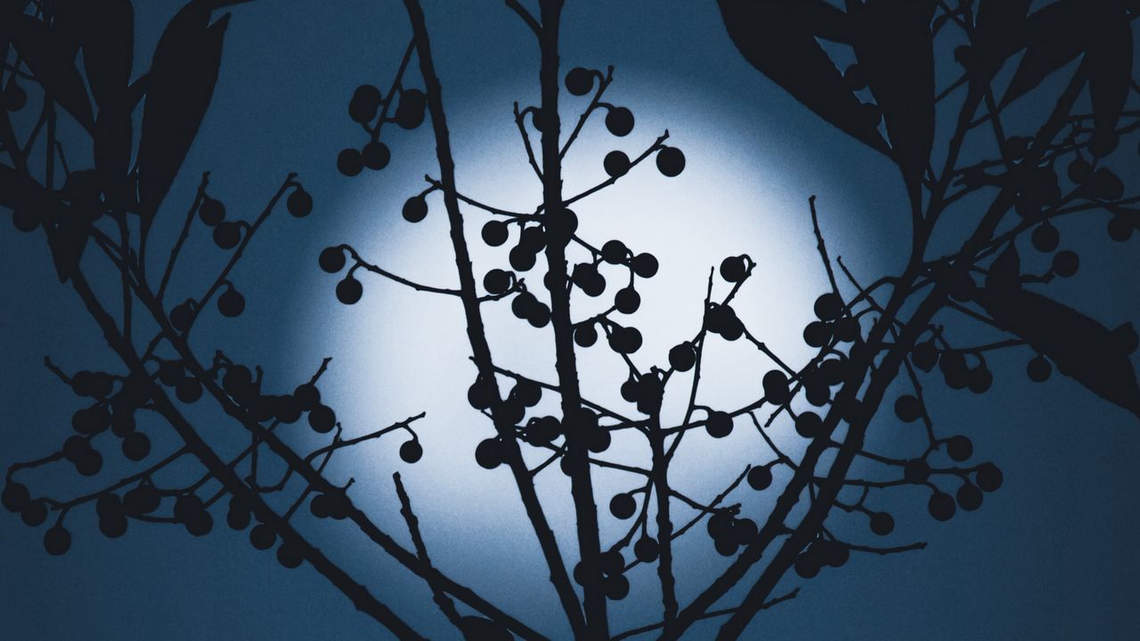 Wallpaper moon, berries, silhouette, branches, night