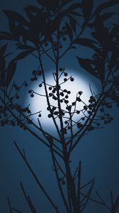 Preview wallpaper moon, berries, silhouette, branches, night