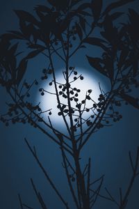 Preview wallpaper moon, berries, silhouette, branches, night