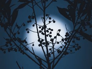Preview wallpaper moon, berries, silhouette, branches, night
