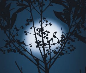 Preview wallpaper moon, berries, silhouette, branches, night