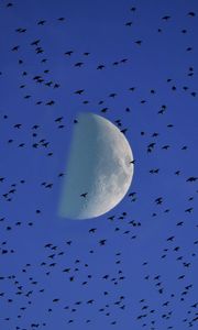 Preview wallpaper moon, birds, flock, sky