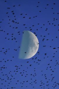 Preview wallpaper moon, birds, flock, sky
