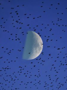 Preview wallpaper moon, birds, flock, sky