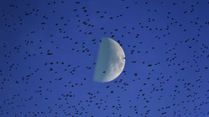 Preview wallpaper moon, birds, flock, sky