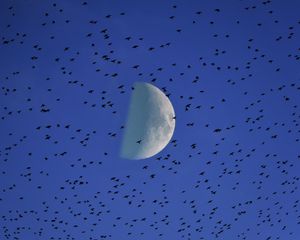 Preview wallpaper moon, birds, flock, sky