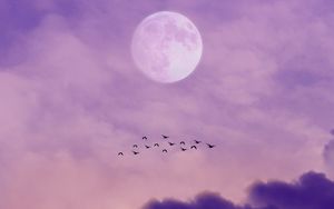Preview wallpaper moon, birds, sky, clouds