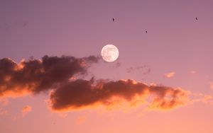 Preview wallpaper moon, birds, sunset, sky